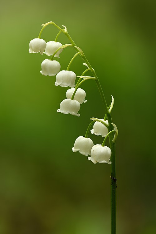 Lily of the valley flowers