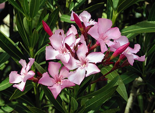 Oleander flowers and leaves
