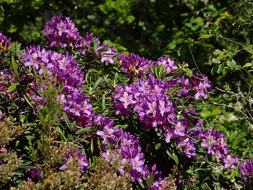 Rhododendron flowers
