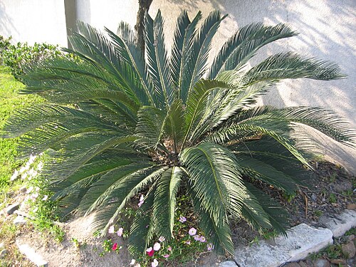 Sago palm foliage
