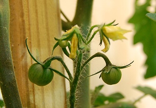 Tomato plant with green fruit and leaves