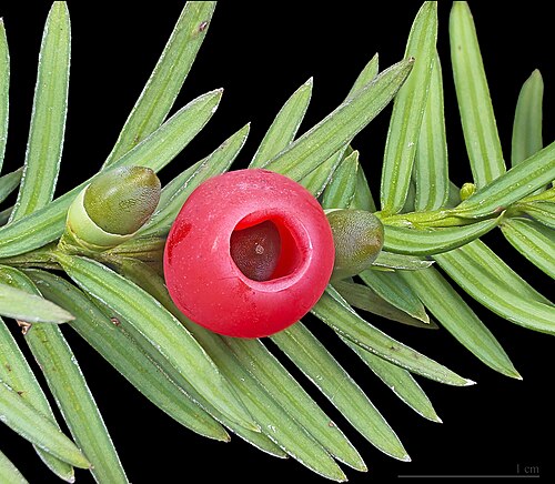 Yew foliage and red berries